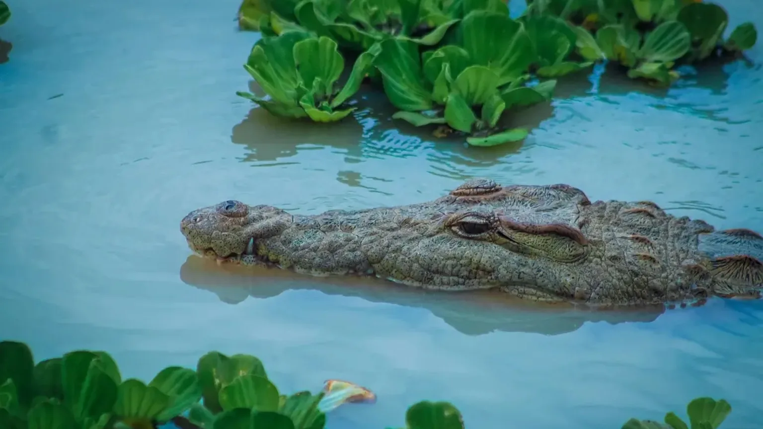 Crocodile in water representing Tanzania wildlife safaris