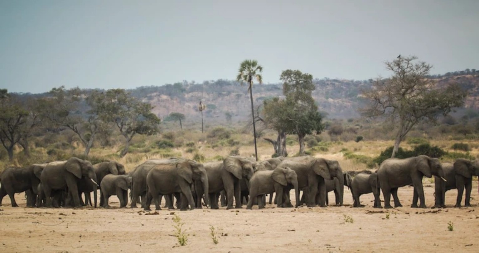 Elephant herd in Mikumi National Park