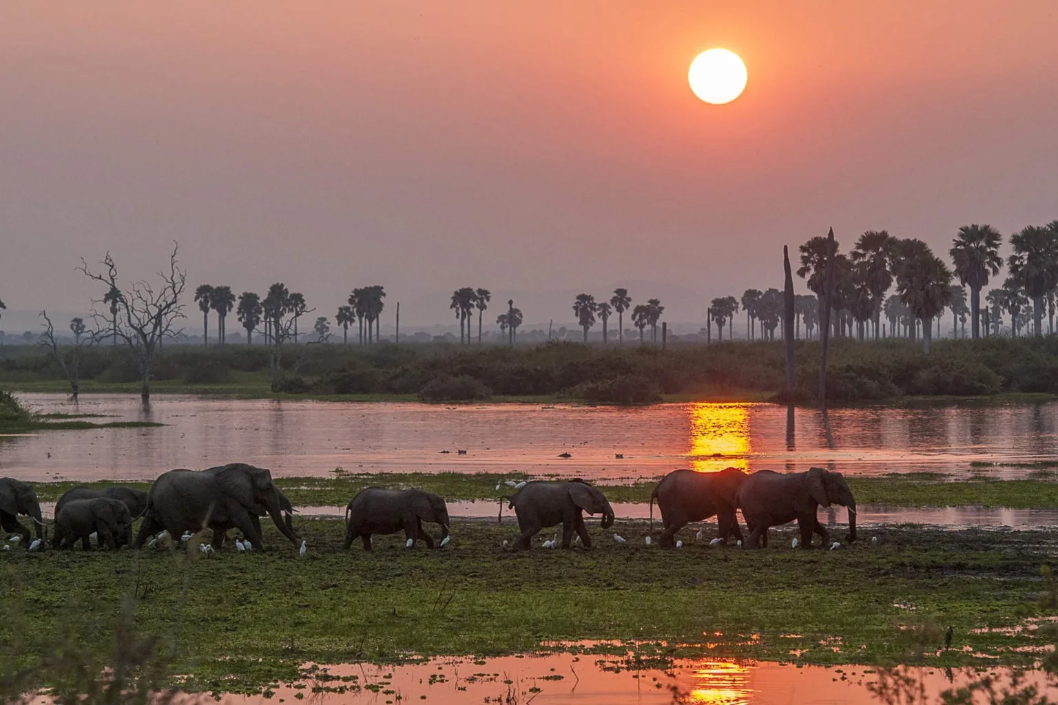 Elephants beside the water at sunset in Nyerere National Park