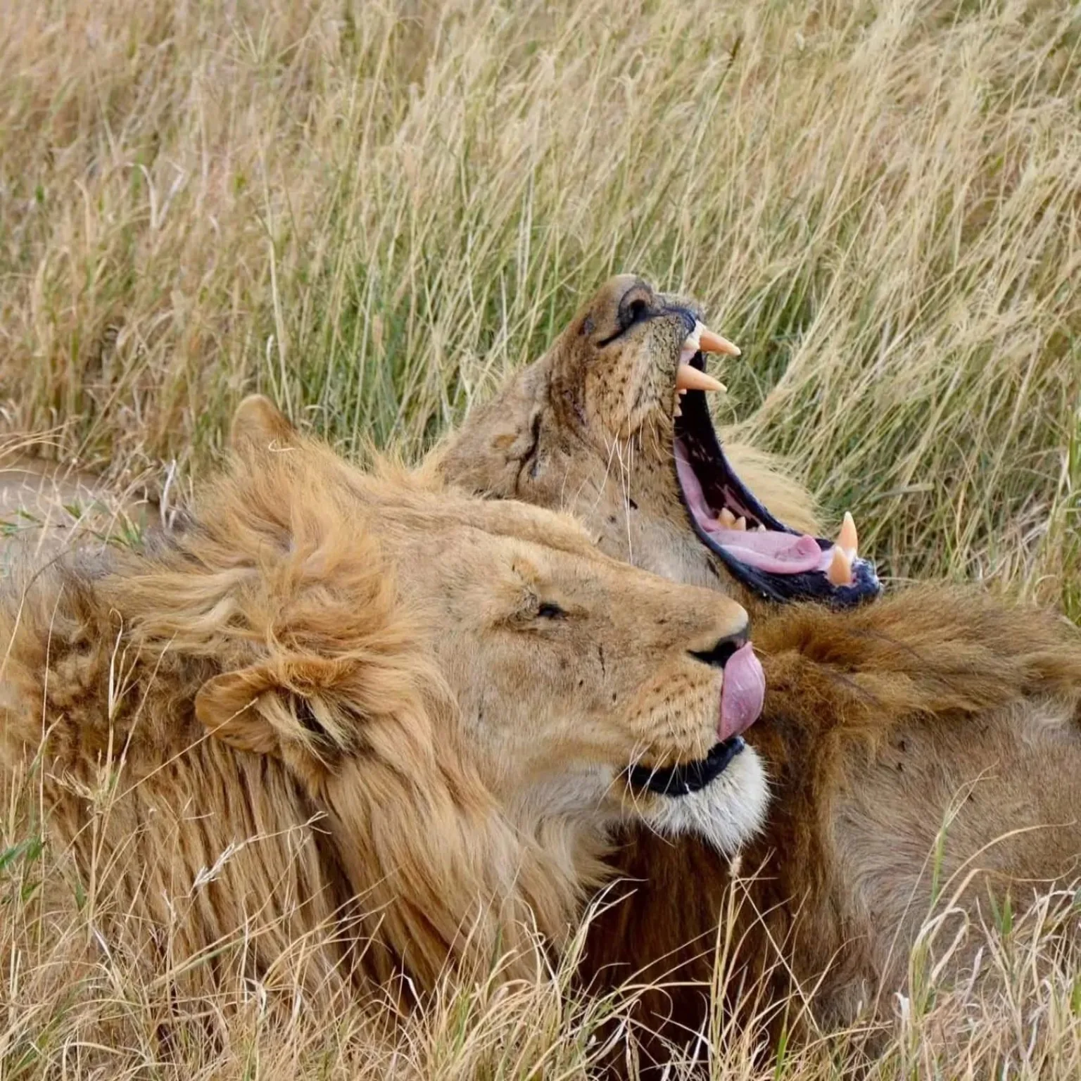 Lions resting in the grasslands of Nyerere National Park