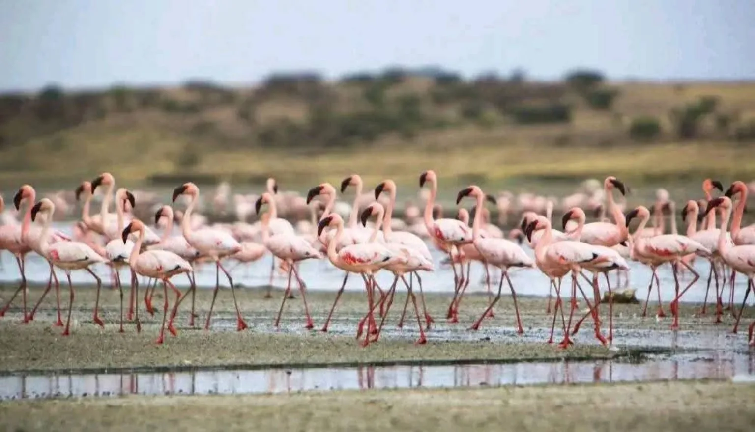 Flamingos at a Tanzania safari wetland