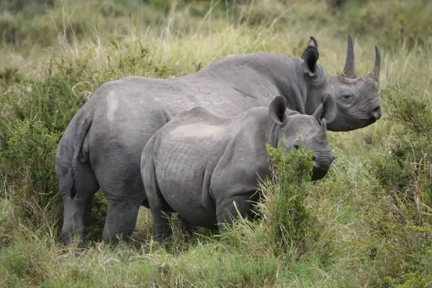 Black rhinos in the Ngorongoro conservation landscape