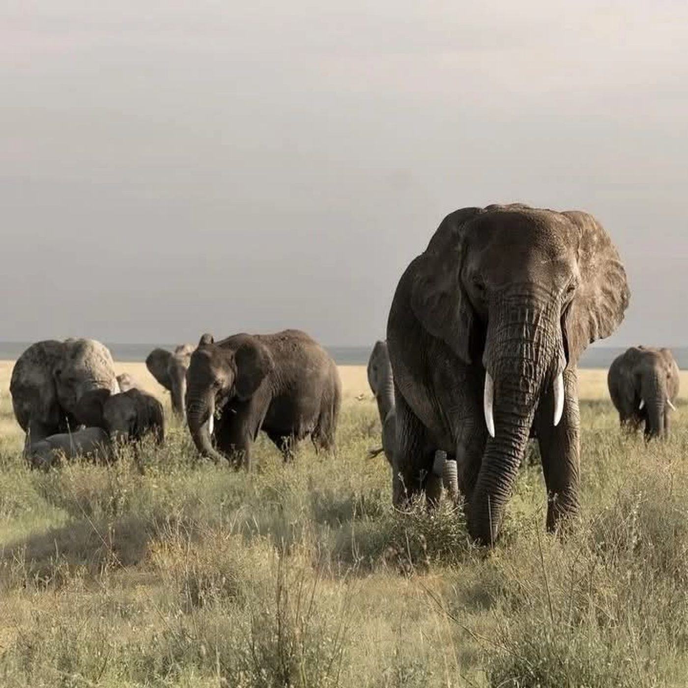 Elephant herd on Tanzania Northern Circuit safari