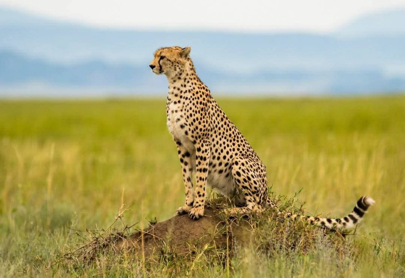 Cheetah on the Serengeti plains