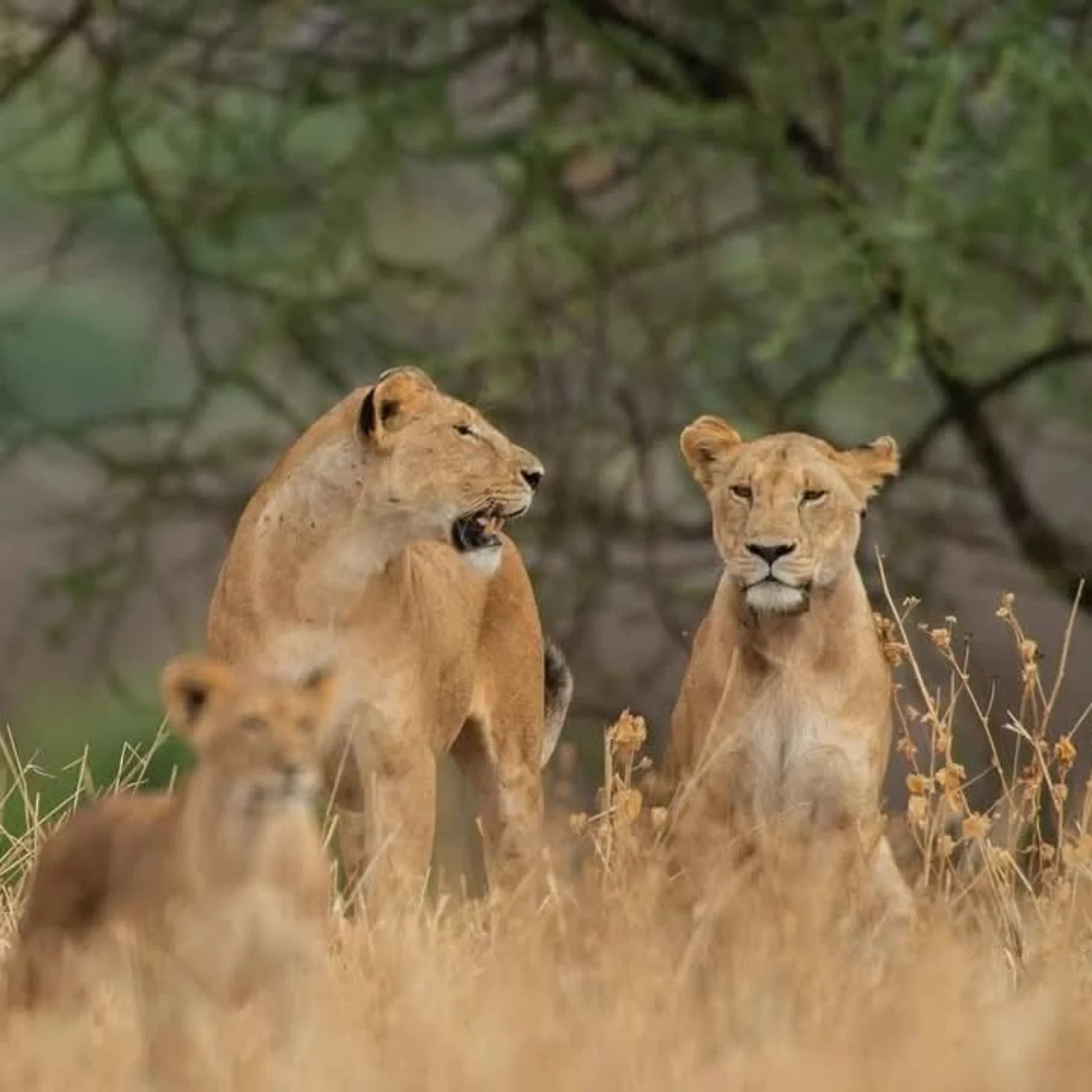Zanzibar & Tanzania Travel Packages