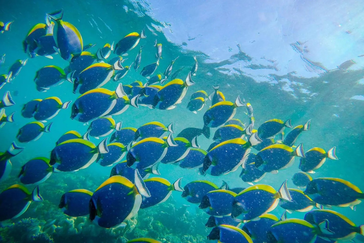 Mnemba Atoll + Turtle Sanctuary